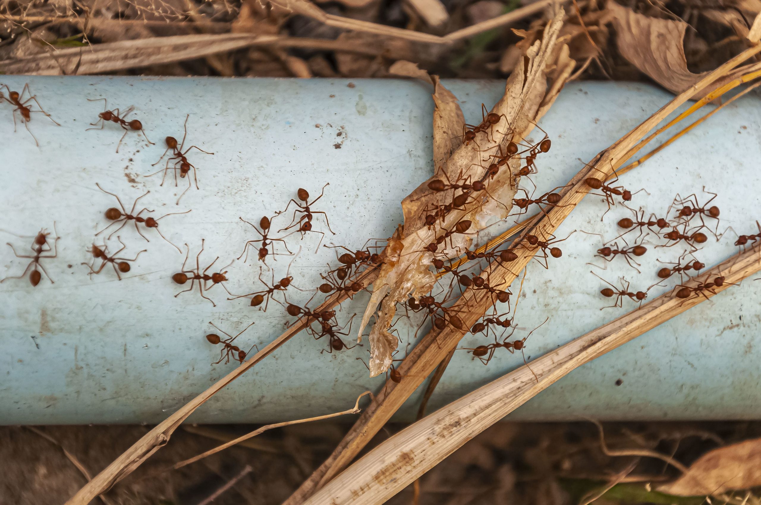 除白蟻專家幫你解決蟲害